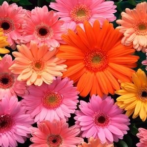 Meet your Posher, Larita